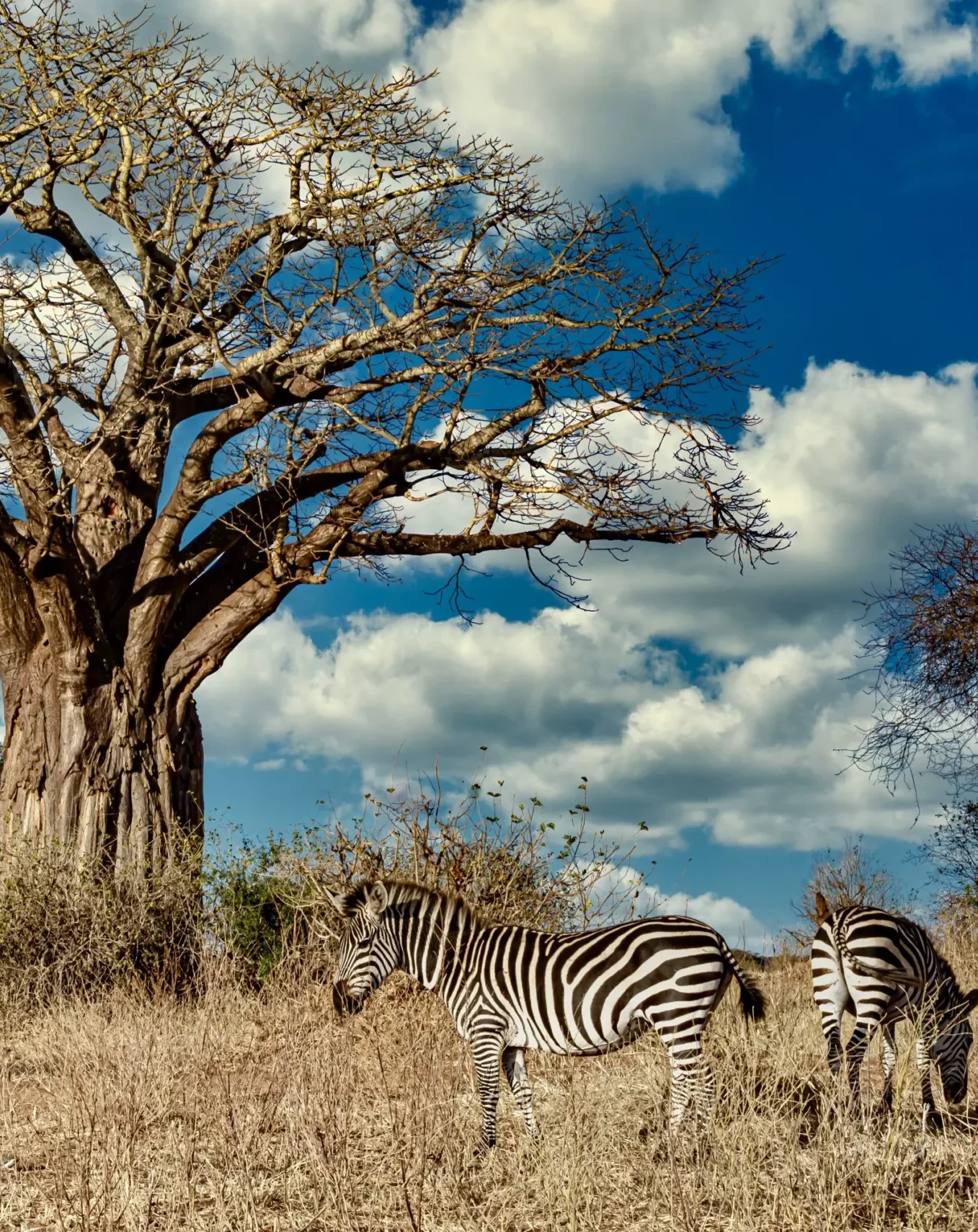 SUD AFRICA scaled e1748381234540